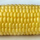 Top Hat Sweet Corn Fresh Seeds Fast Shipping