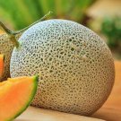 Top Mark Cantaloupe Fresh Seeds Fast Shipping