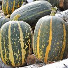Tours Pumpkin French Pumpkin Fresh Seeds Fast Shipping