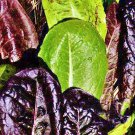 Tricolor Romaine Blend Lettuce Romaine Salad Greens Vegetable Patio Garden Fresh Seeds Fast Shipping