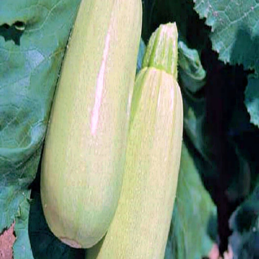 Trieste White Zucchini Squash Fresh Seeds Fast Shipping