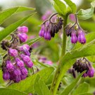 True Comfrey Symphytum Officinale Herbs Fresh Seeds Fast Shipping