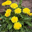 True Dandelion Greens Culinary Herb Fresh Seeds Fast Shipping