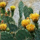 Tulip Prickly Pear Cactus Seeds Opuntia Phaeacantha 20 Seeds Fresh Seeds Fast Shipping