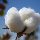 Upland Cotton Seeds Gossypium Hirsutum 20 Seeds Fresh Seeds Fast Shipping
