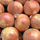Utah Yellow Sweet Spanish Onion Vegetable Fresh Seeds Fast Shipping