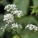 Valerian S Valeriana Officinalis Fresh Seeds Fast Shipping