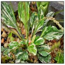 Variegated Plantain Seeds Plantago Major Variegata 30 Seeds Fresh Seeds Fast Shipping