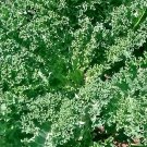 Vates Blue Cur Scotch Kale Vegetable Seeds Fresh Seeds Fast Shipping