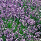 Vera Lavender S Fragrant Mosquito Fresh Seeds Fast Shipping
