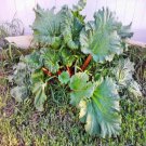 Victoria Rhubarb Garden Vegetable Seeds Fresh Seeds Fast Shipping