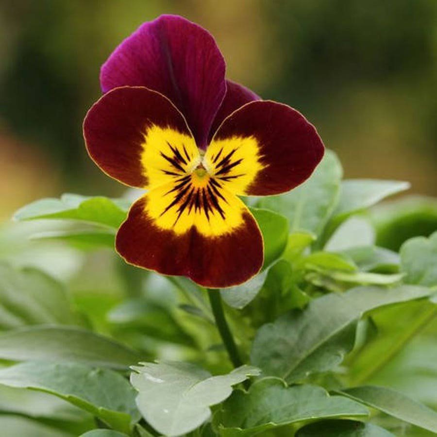 Viola Arkwright Ruby Flower Seeds Viola Cornuta 50 Seeds Fresh Seeds Fast Shipping