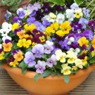 Viola Bambini Mix Flower Seeds Viola Cornuta 50 Seeds Fresh Seeds Fast Shipping