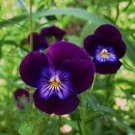 Viola King Henry Flower Seeds Viola Cornuta King Henry 50 Seeds Fresh Seeds Fast Shipping