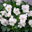 Viola White Perfection Flower Seeds Viola Cornuta 50 Seeds Fresh Seeds Fast Shipping
