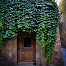Virginia Creeper Vine Seeds Parthenocissus Quinquefolia 30 Seeds Fresh Seeds Fast Shipping