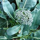 Waltham 29 Broccoli Vegetable Seeds Fresh Seeds Fast Shipping
