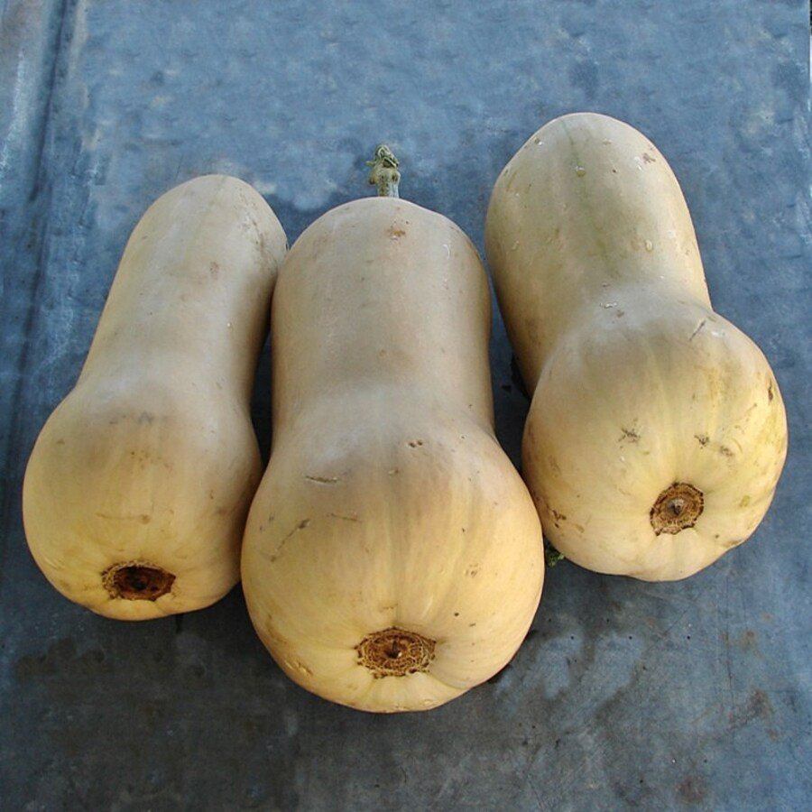 Waltham Butternut Winter Squash Vegetable Seeds Fresh Seeds Fast Shipping