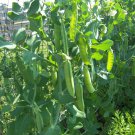 Wando Peas English Shelling Pea Seeds Fresh Vegetable Seeds Fresh Seeds Fast Shipping