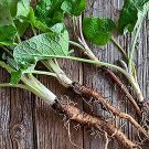Watanabe Early Burdock Gobo Arctium Lappa Culinary Herb Coolseason Openpollinated Fresh Seeds Fast S