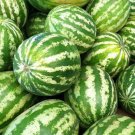 Watermelon Crimson Sweet Vegetable Seeds Citrullus Lanatus 15 Seeds Fresh Seeds Fast Shipping