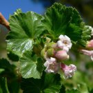 Wax Currant Bush Seeds Ribes Cereum 30 Seeds Fresh Seeds Fast Shipping