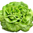 Wayahead Lettuce Butterhead Vegetable Fresh Seeds Fast Shipping