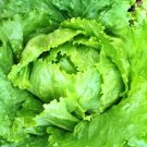 Webbs Wonderful Crisphead Lettuce Vegetable Fresh Seeds Fast Shipping