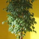 Weeping Fig Ficus Tree Seeds Ficus Benjamina 25 Seeds Fresh Seeds Fast Shipping