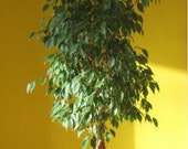 Weeping Fig Ficus Tree Seeds Ficus Benjamina 25 Seeds Fresh Seeds Fast Shipping