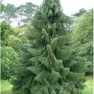 West Himalayan Spruce Tree Seeds Picea Smithiana 20 Seeds Fresh Seeds Fast Shipping
