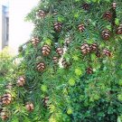 Western Hemlock Tree Seeds Tsuga Heterophylla 25 Seeds Fresh Seeds Fast Shipping