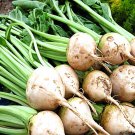 White Albino Beets Vegetable Seeds Fresh Seeds Fast Shipping