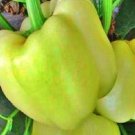 White Bell Sweet Bell Pepper Vegetable Fresh Seeds Fast Shipping
