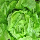 White Boston Lettuce Butterhead Vegetable Fresh Seeds Fast Shipping