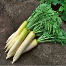 White Daikon Radish Fresh Seeds Fast Shipping