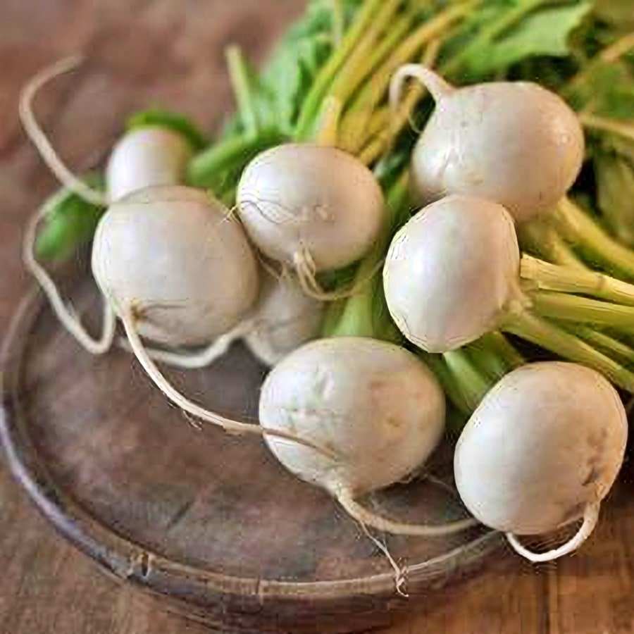 White Egg Turnip Vegetable Seeds Fresh Seeds Fast Shipping