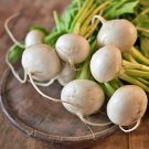White Egg Turnip Vegetable Seeds Fresh Seeds Fast Shipping