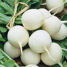 White Hailstone Radish Garden Fresh Seeds Fast Shipping
