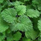 White Horehound S Herb Fresh Seeds Fast Shipping