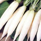 White Icicle Radish 100 Seeds Delicious Roots Fresh Seeds Fast Shipping