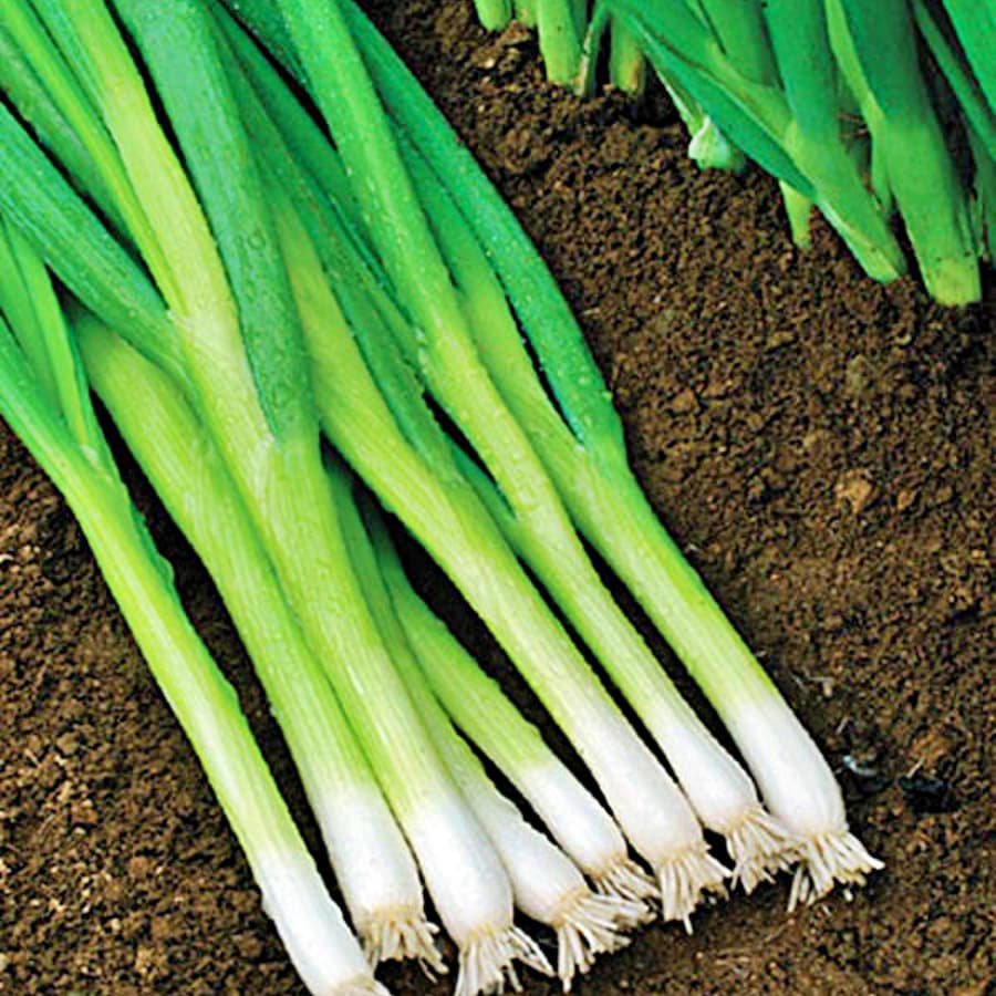 White Lisbon Bunching Onion Vegetable Fresh Seeds Fast Shipping