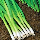 White Lisbon Bunching Onion Vegetable Fresh Seeds Fast Shipping