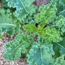 White Russian Kale Vegetable Seeds Fresh Seeds Fast Shipping