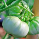 White Snowball Tomato Large Beefsteak Organic Standards Fresh Seeds Fast Shipping
