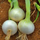 White Sweet Spanish Onion Vegetable Seeds Fresh Seeds Fast Shipping