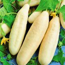 White Wonder Cucumber Garden Vegetable Seeds Fresh Seeds Fast Shipping