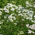 White Yarrow Achillea Millefolium White Flowering Plant Flowering Herb Fresh Seeds Fast Shipping