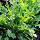 Wild Arugula Fastgrowing Cool Season Salad Greens Fresh Seeds Fast Shipping