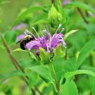 Wild Bergamot Bee Balm S Attracts Hummingbirds Bees And Butterflies Flower Fresh Seeds Fast Shipping